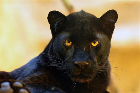 pantherre